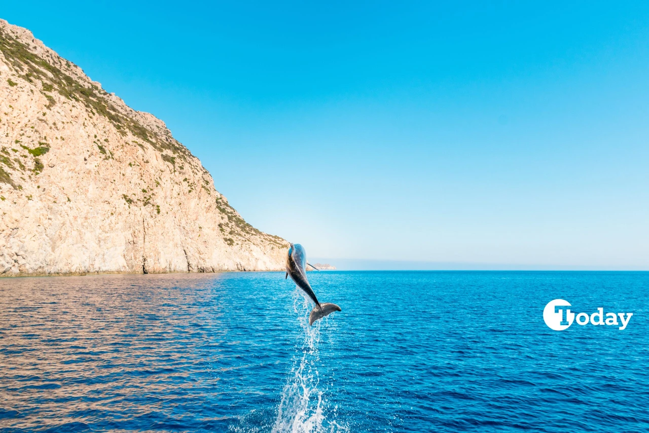 Dolphin leaping out of the Aegean Sea waters, Greece.