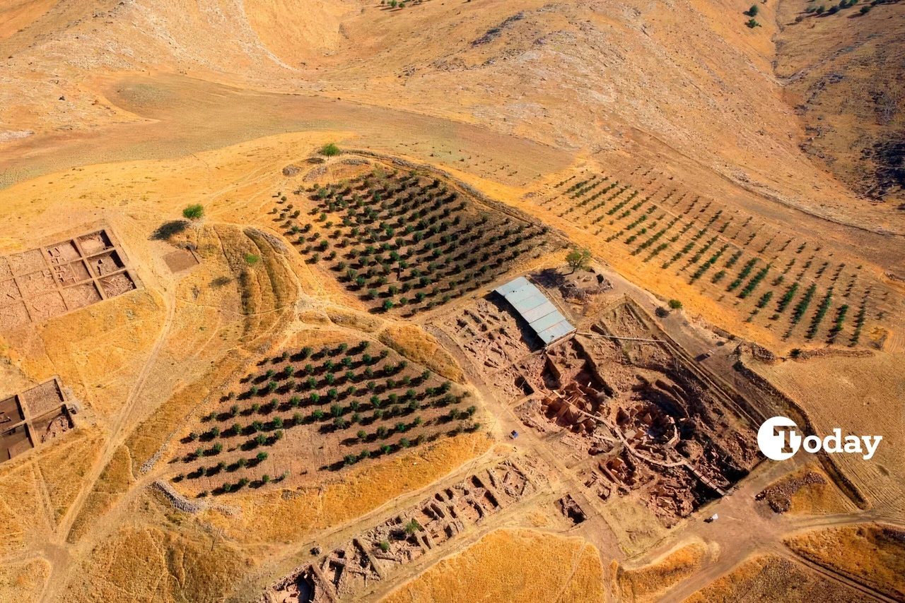 Aerial photograph of Gobekli Tepe taken in 2011, showing the ancient circular stone structures surrounded by olive trees.