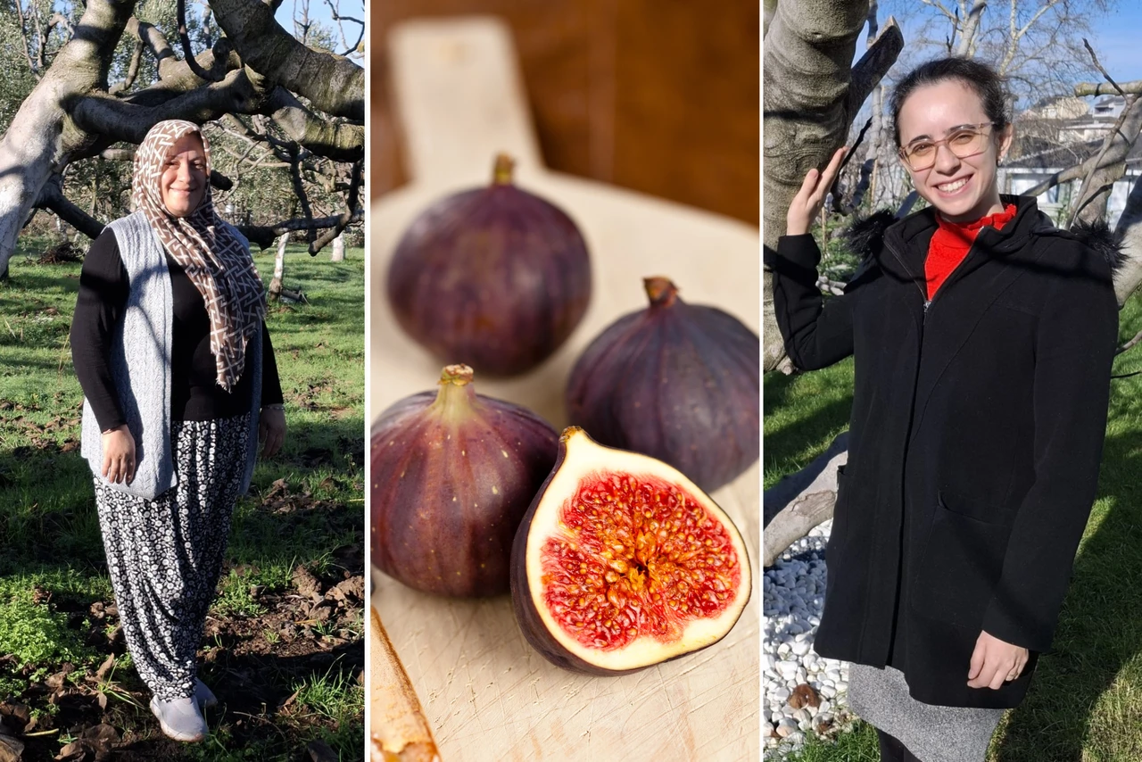 A composite image showing Sultan Firtina, a black fig farmer in Bursa, Türkiye (left), fresh Bursa black figs on a wooden cutting board (center), and Sila Ozkan, an agricultural engineer and fig producer (right).