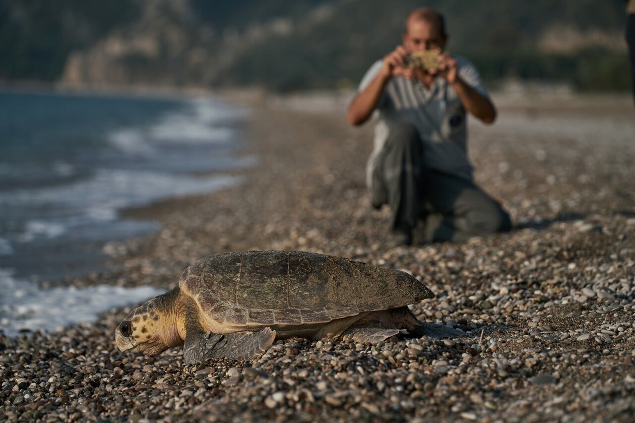 Record numbers of sea turtle nests expected in Antalya, marking 30-year high