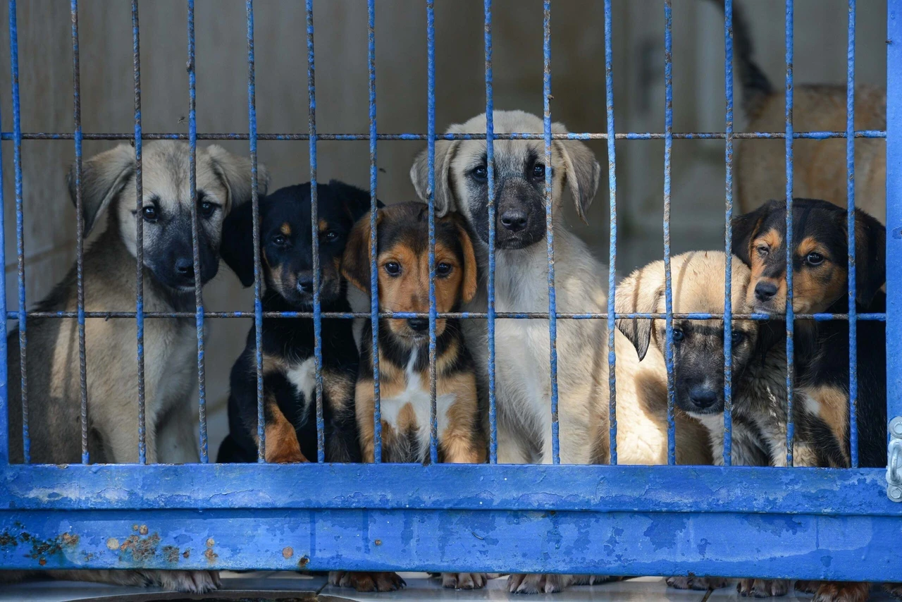 Photo shows stray dogs behind the bars of a shelter