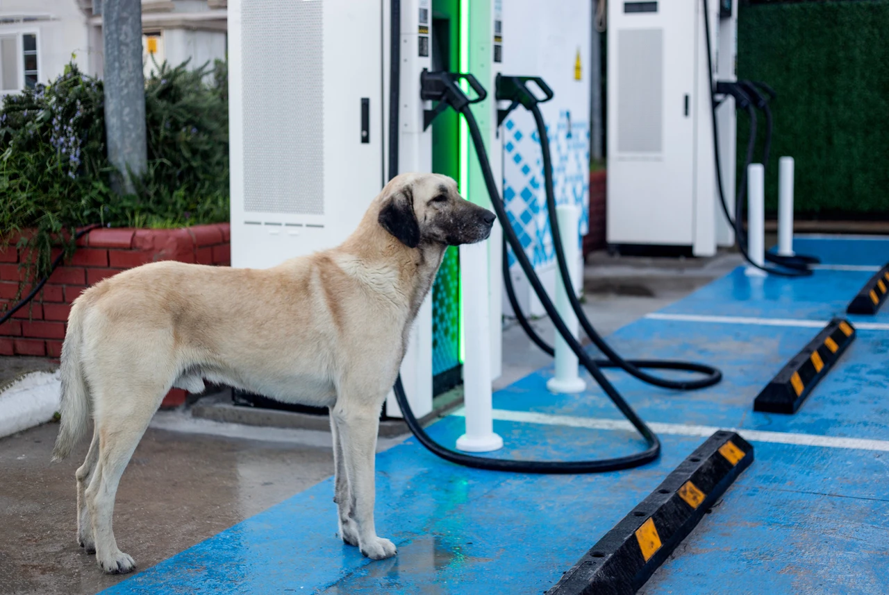 A large light brown dog standing near a row of EV charging stations in an outdoor lot.