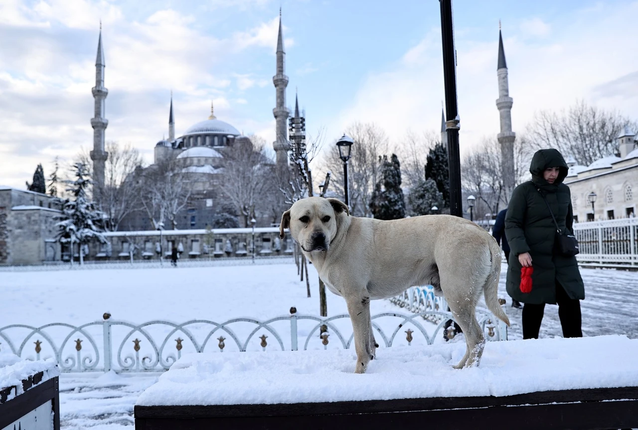 A dog sits in front of the mosque as snow covers Sultanahmet square in Istanbul