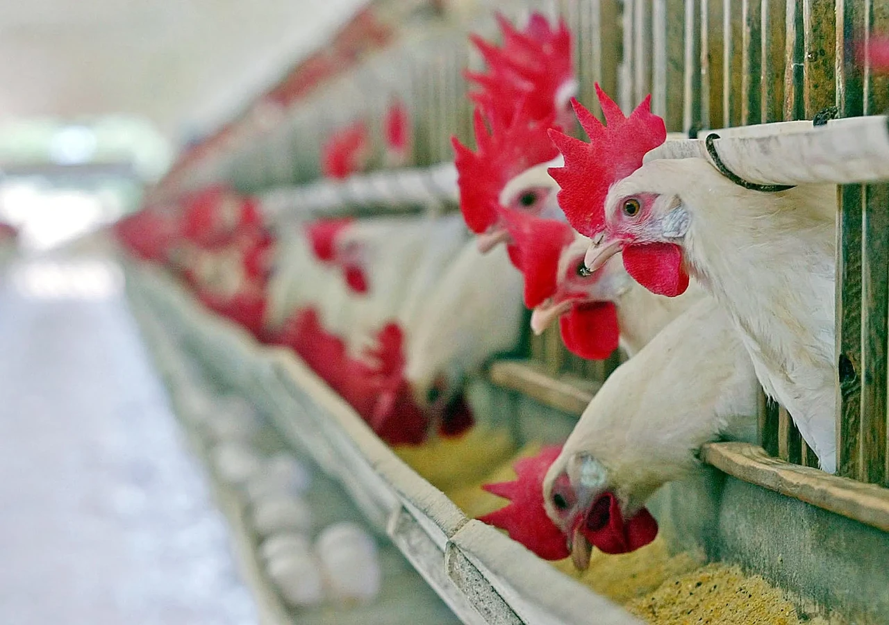 Türkiye reports bird flu outbreak on poultry farm, WOAH confirms