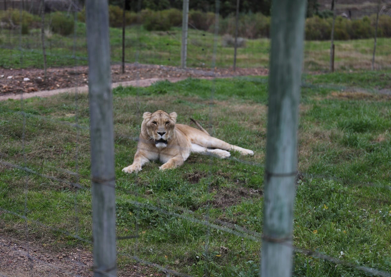 Lion populations in freefall: Trophy hunting, illegal trade to blame