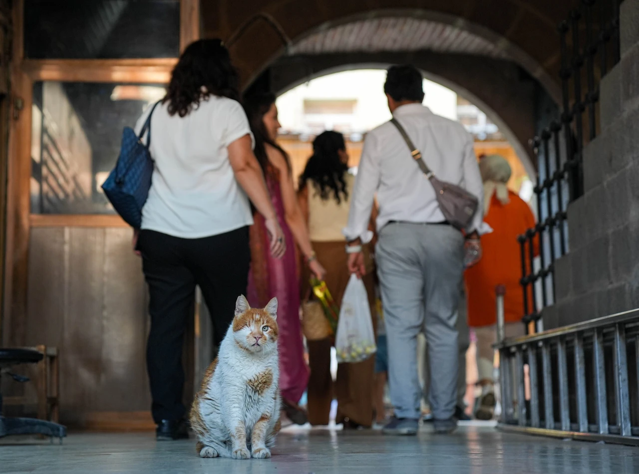 Izmir’s famous cat: Garfield lookalike charms visitors at Kemeralti bazaar