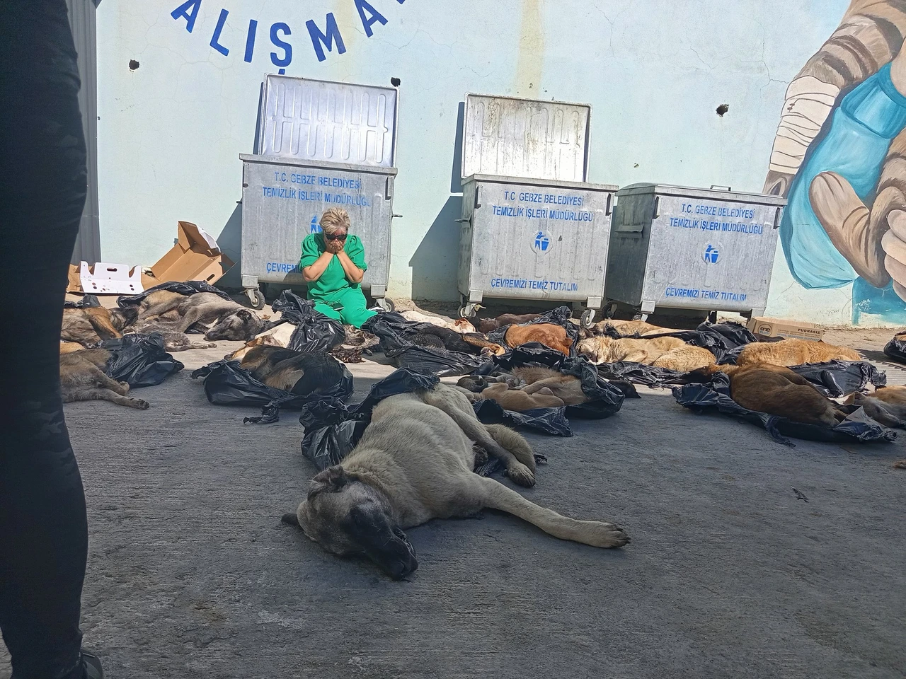 51 killed stray cats and dogs found outside animal shelter in Türkiye