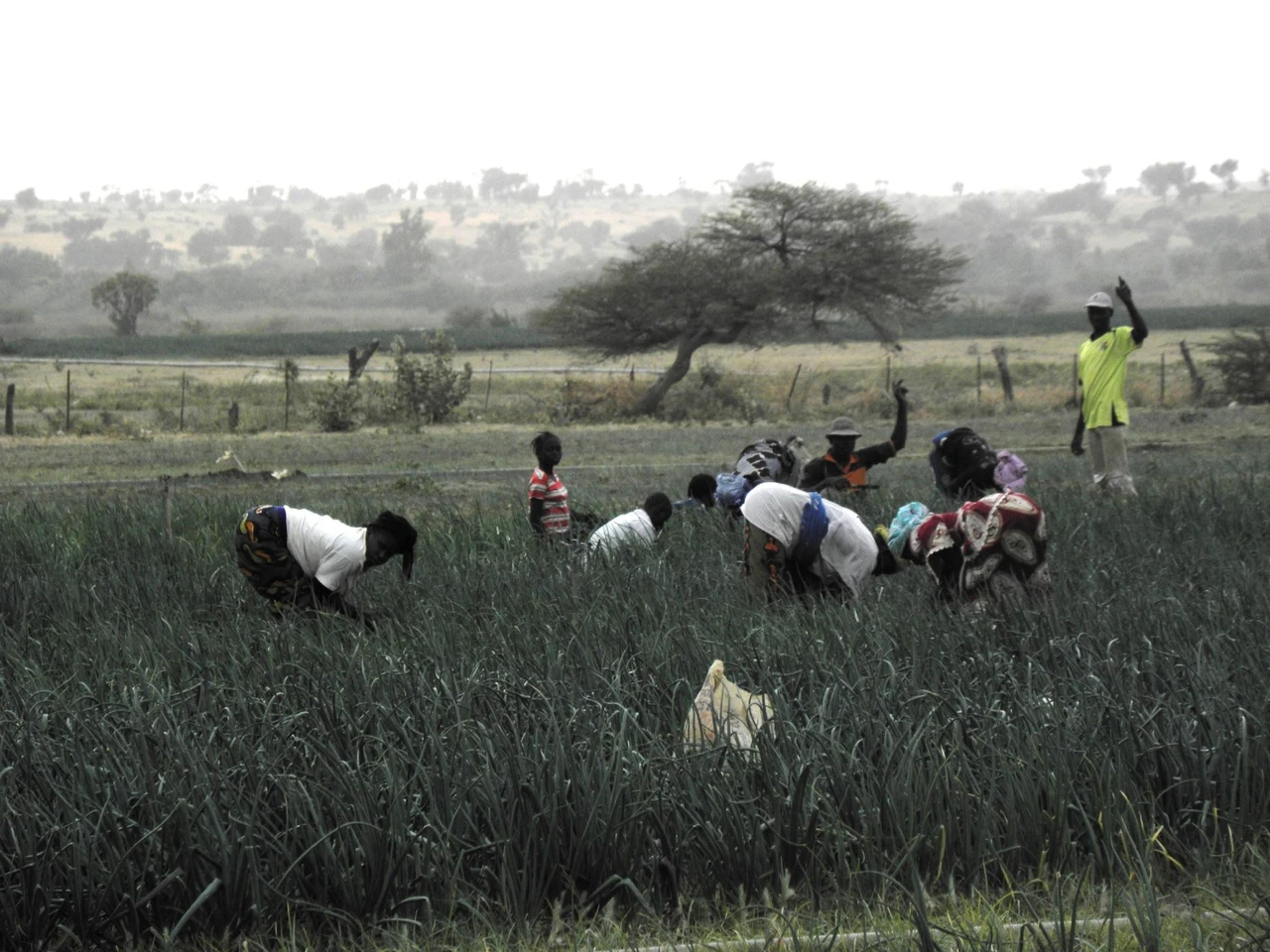 Turkish cooperation agency launches agricultural project in Niger's Agadez region