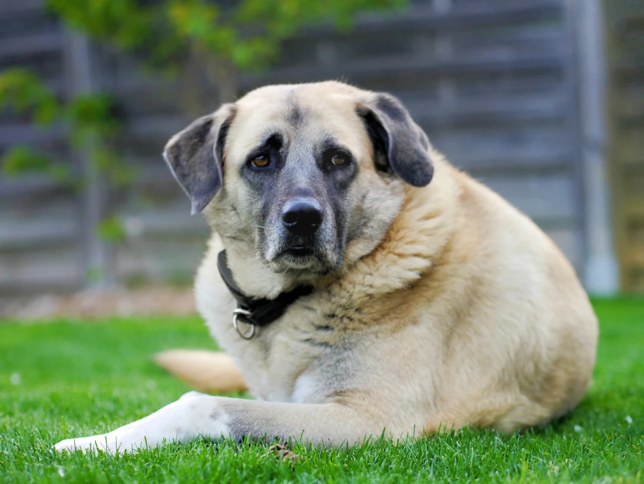 Fascinating facts about Türkiye’s native Kangal dog - Türkiye Today