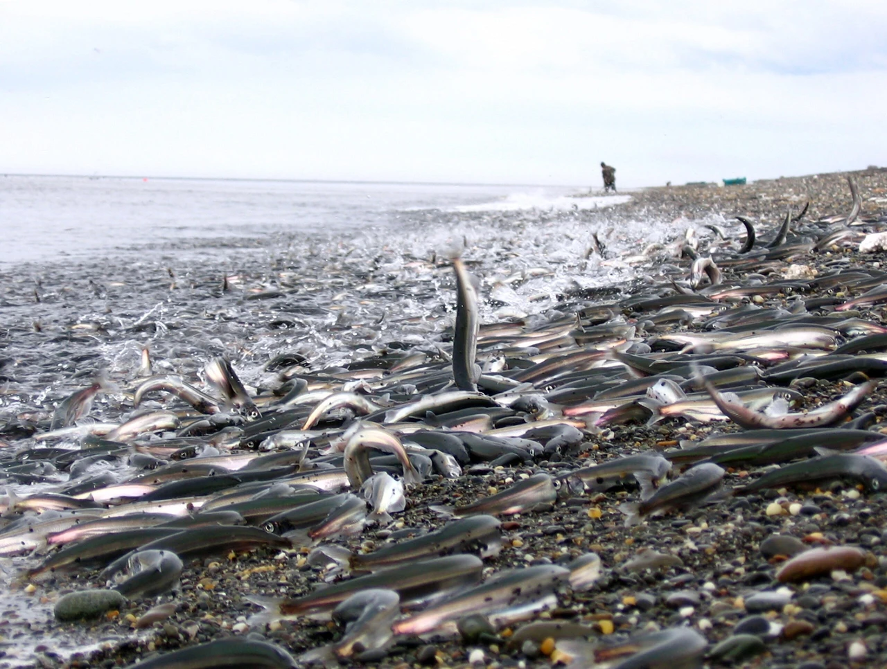 Nature's largest predation event ever recorded unfolds in Norway's waters