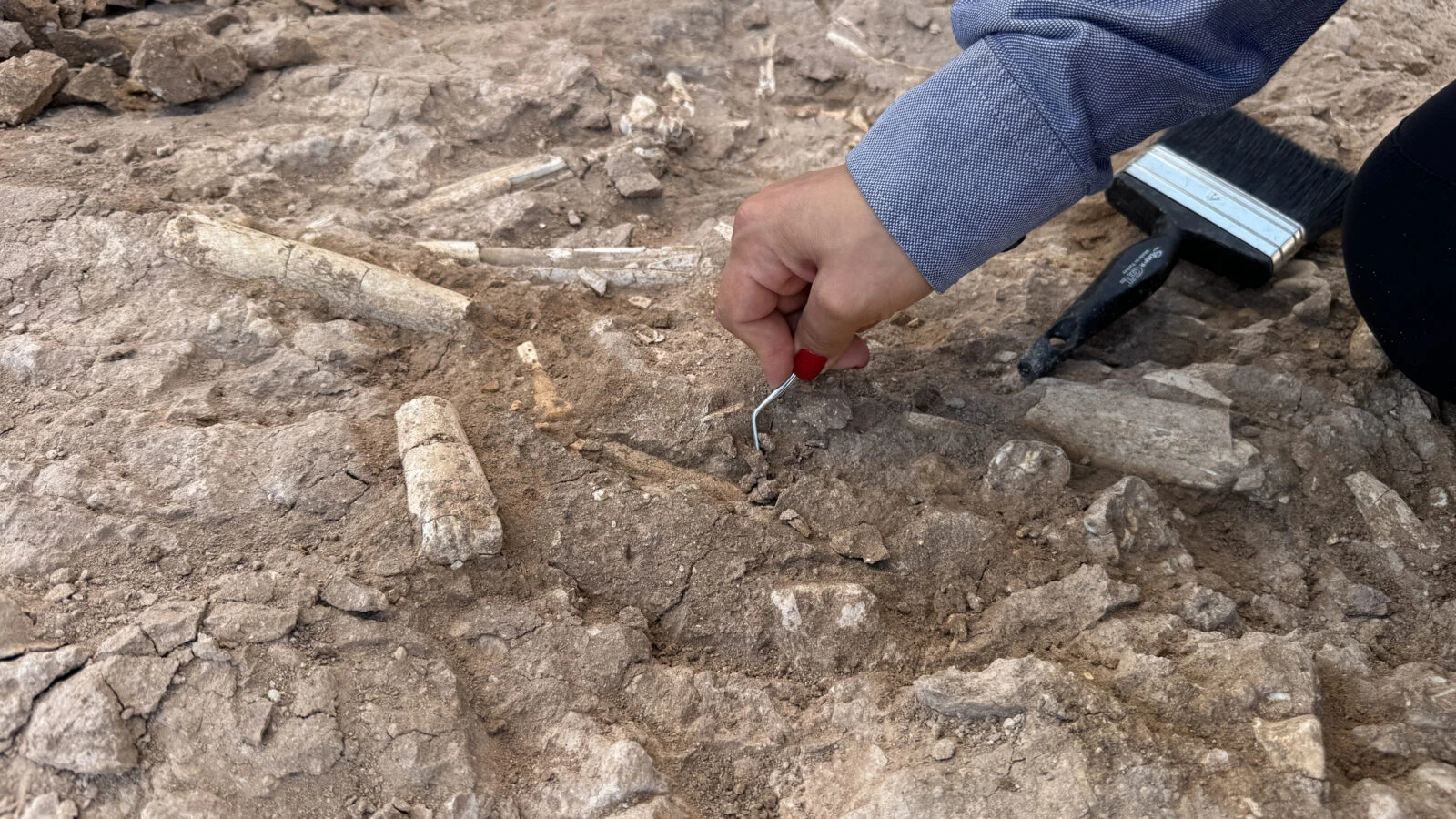 Türkiye’s 7.5 million-year-old fossil discoveries shape global paleontology narrative – Türkiye Today