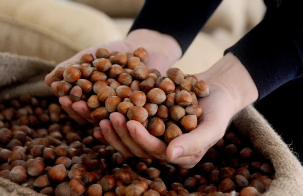 a person holding a handful of hazelnuts