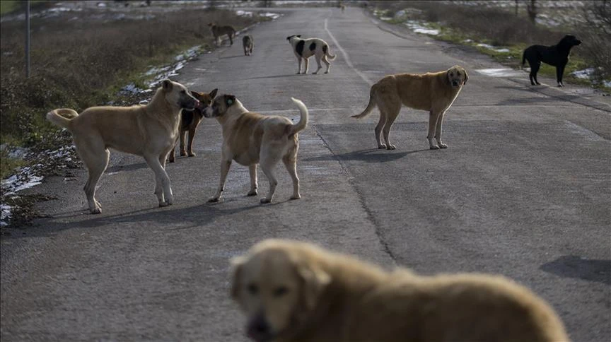 Turkish Parliament to address stray dog compensation, euthanasia issues