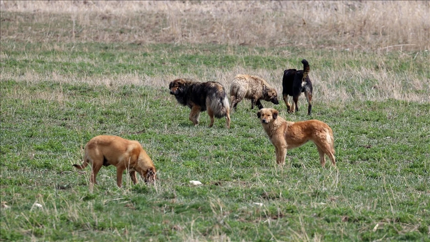 Photo shows stray dogs in a field