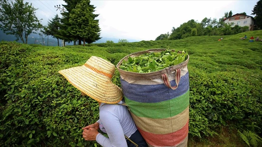 Türkiye's tea exports reach nearly $15 million from January to July