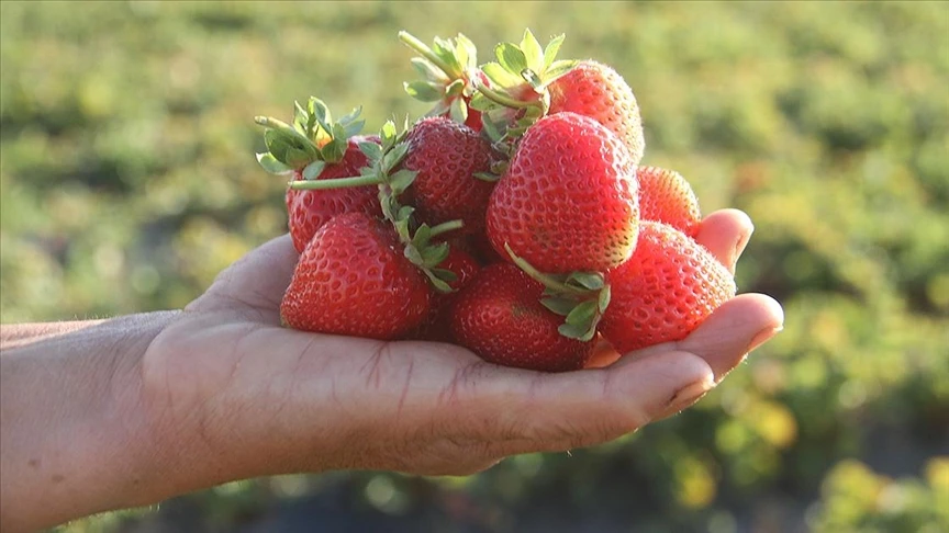 Huyuk strawberries become Türkiye's 25th EU-registered geographical indication