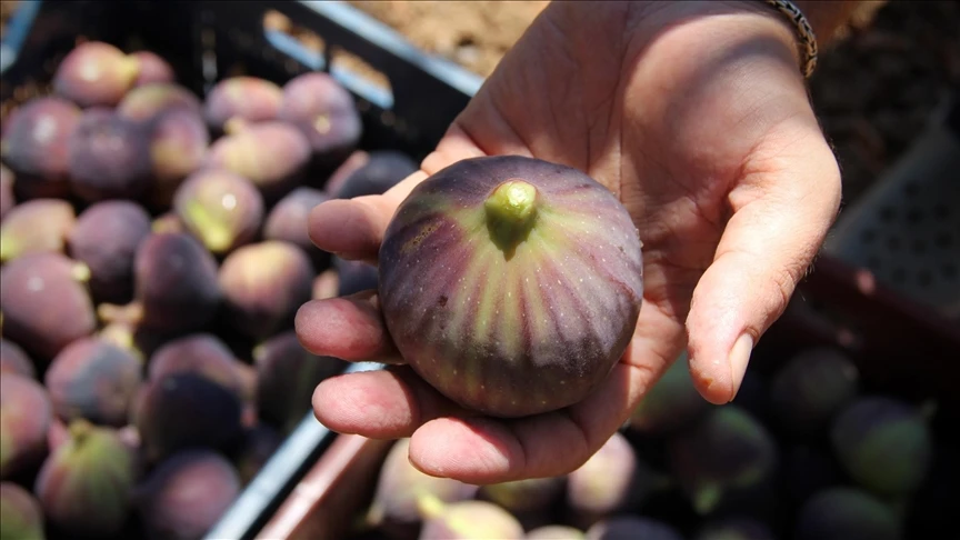 Bursa's black figs receive European Union geographical indication status