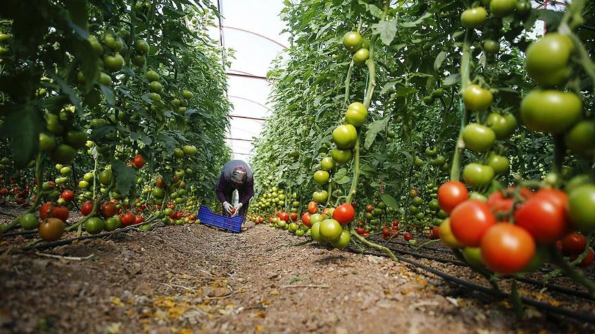 Türkiye's agricultural exports surpassed $36.2B, setting new record