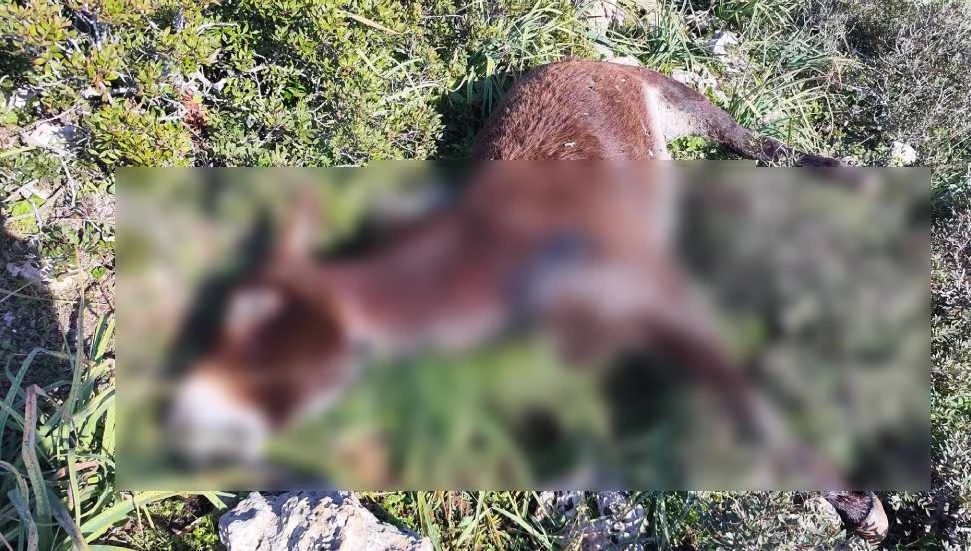 A wild donkey from the Karpas Peninsula, Turkish Cyprus, among the 14 killed by poaching.