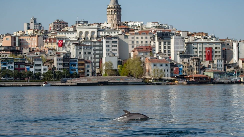 Dead dolphin in Istanbul triggers scientific study on rare behavioral phenomenon