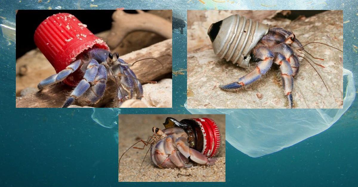Hermit crabs nest in waste due to rising plastic pollution