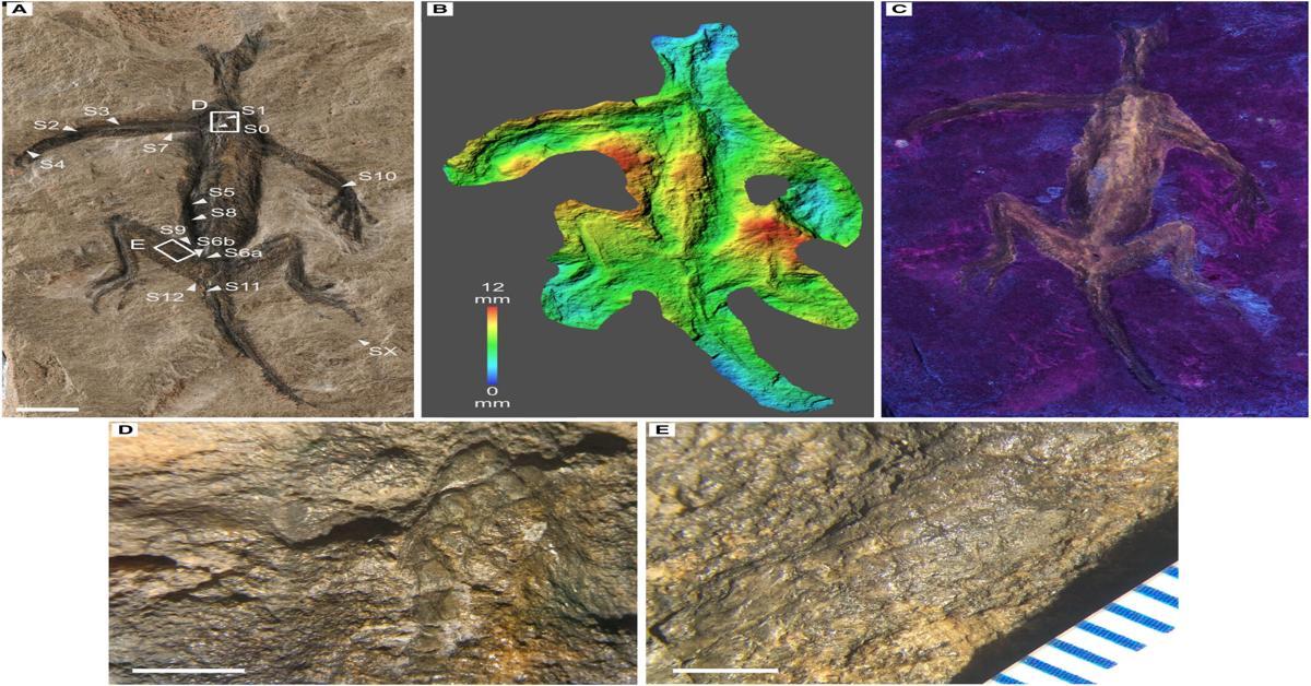 Paleontological analysis of famous fossil shows that it is just paint