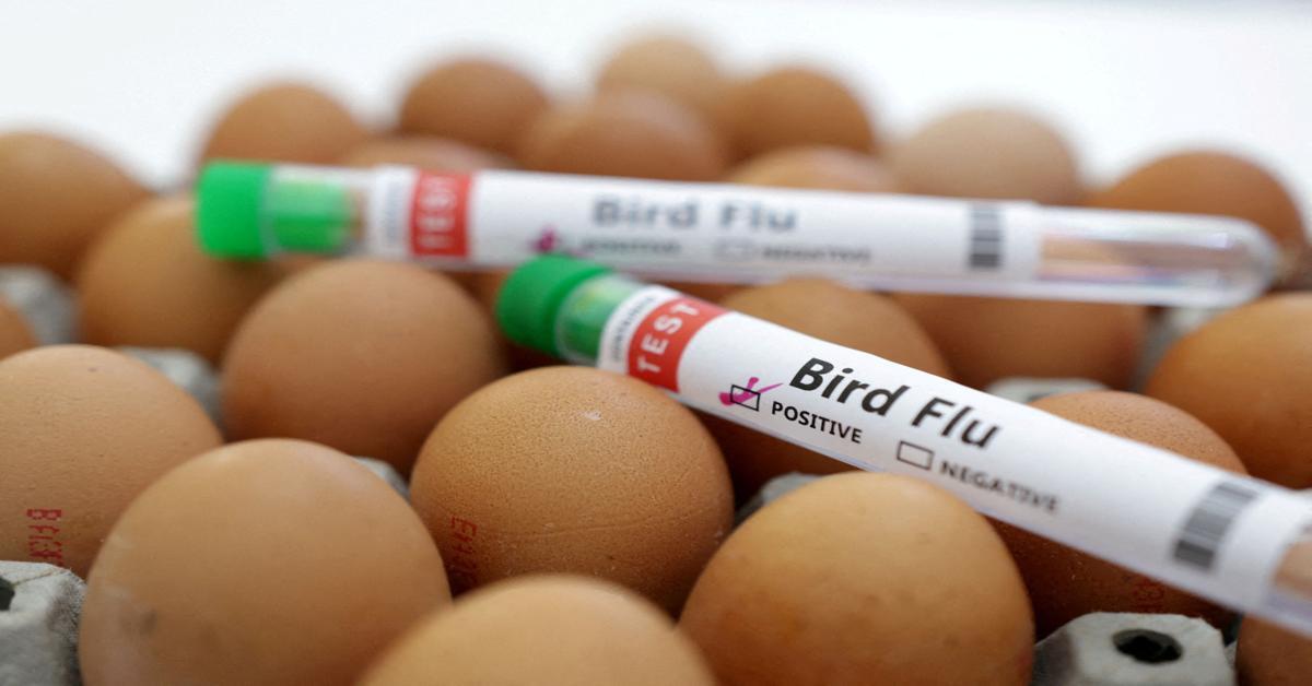 US and Europe ramp up efforts for H5N1 bird flu vaccines