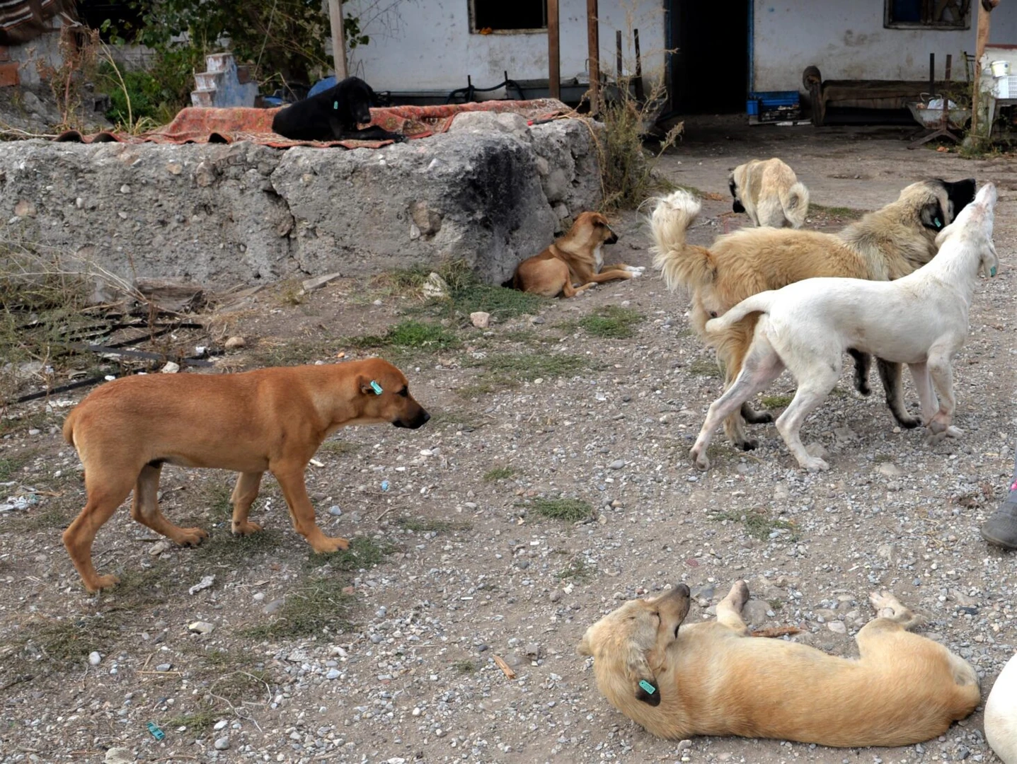 Photo shows stray dogs in a shelter.