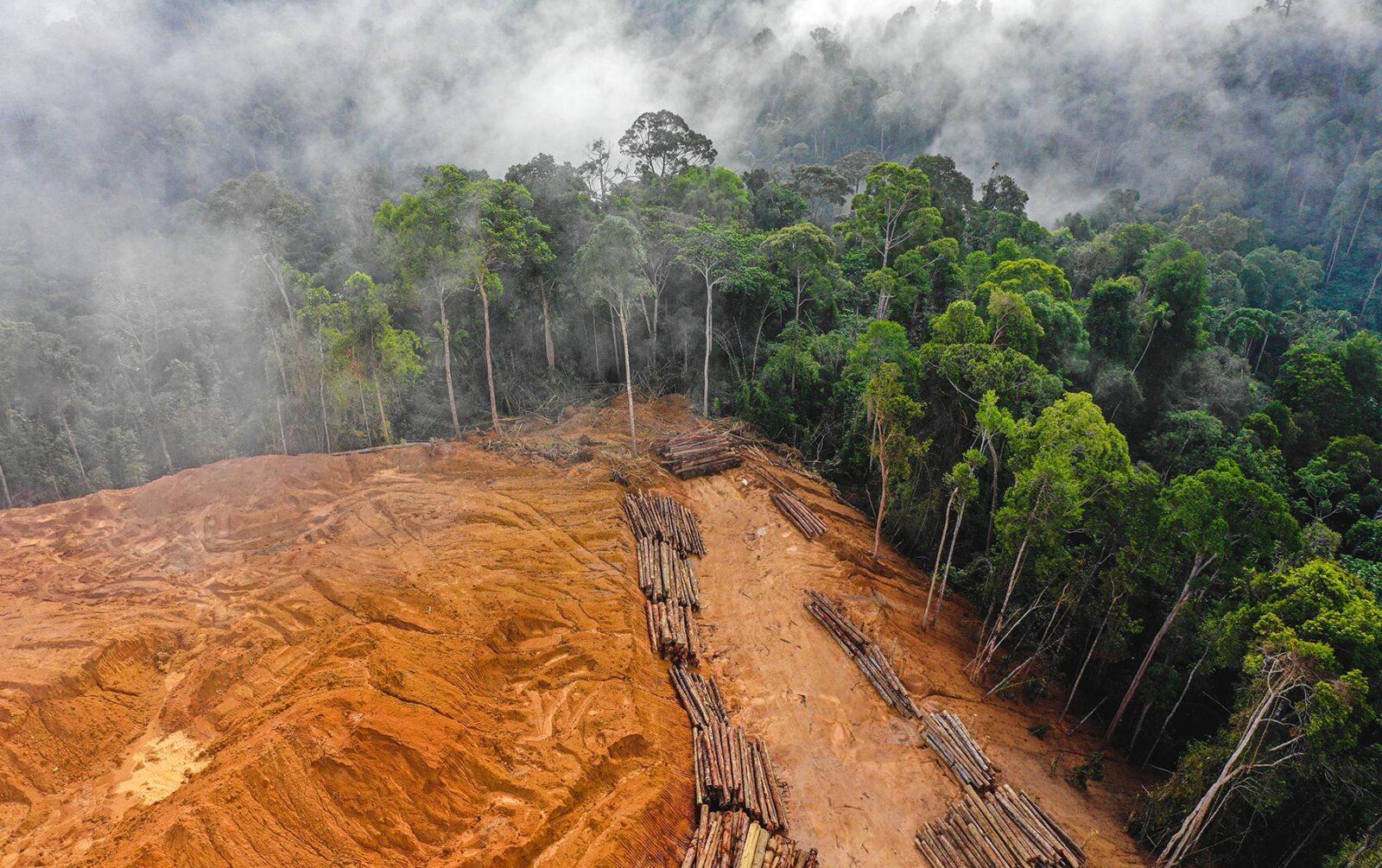 EU’s Deforestation Regulation initiates challenging process for companies