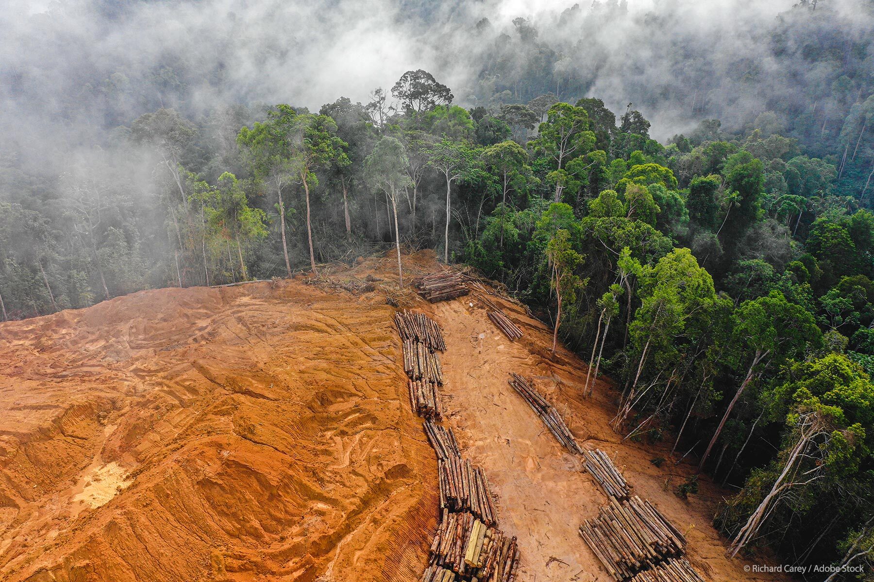 Europe's deforestation fight: Impact on Türkiye and global trade