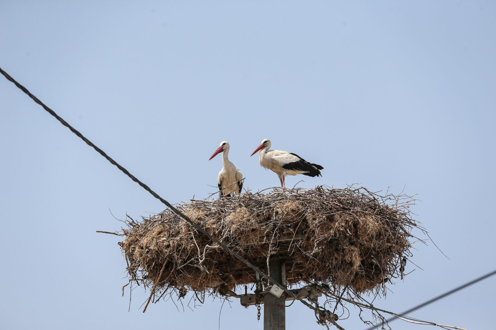 Successful rescue of Turkish fisherman's stork-friend, Yaren's chick