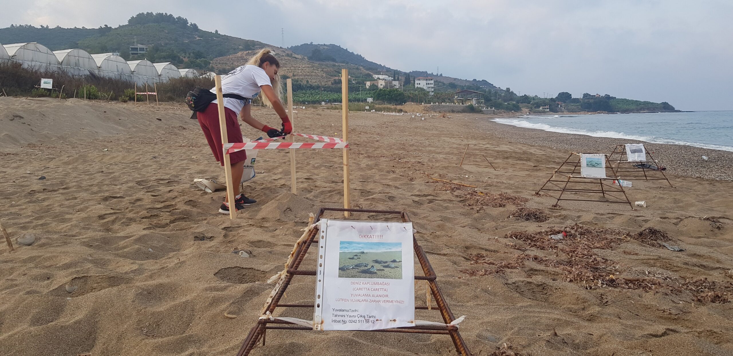 Record-breaking sea turtle nests, giant caretta caretta tracks in Türkiye