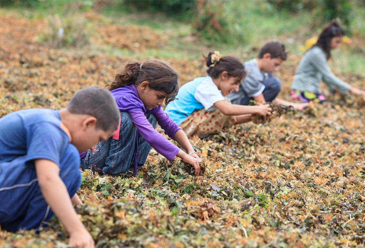 Fields, not playgrounds: Economic woes fuel child labor in Türkiye's farms