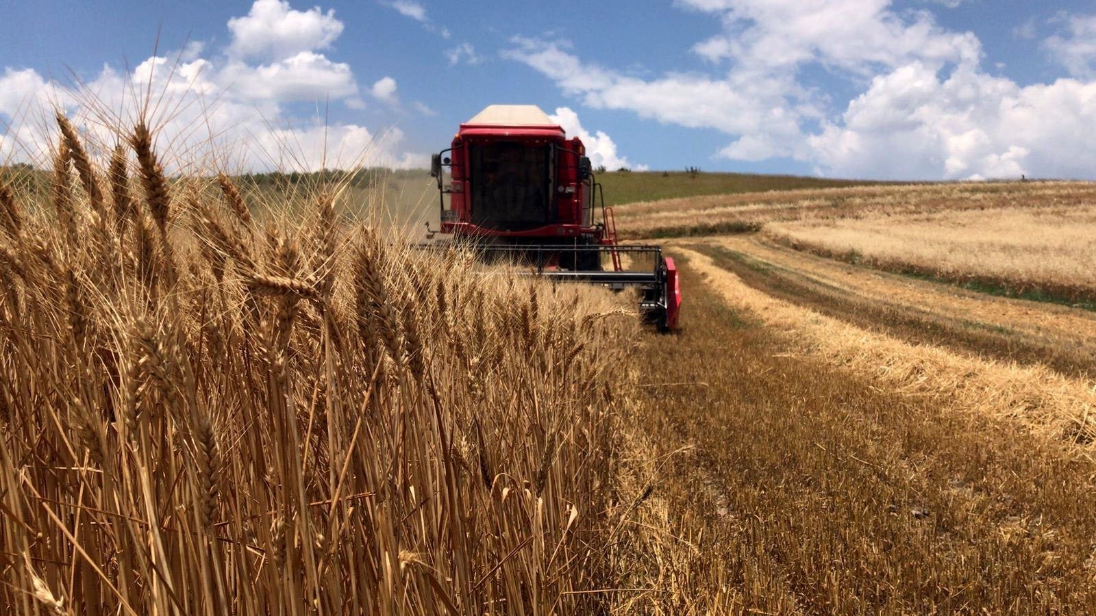 Domestic seeds dominate Turkish agriculture as 97% used locally