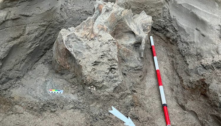 4,000-year-old mammoth remains found in Kyrgyzstan