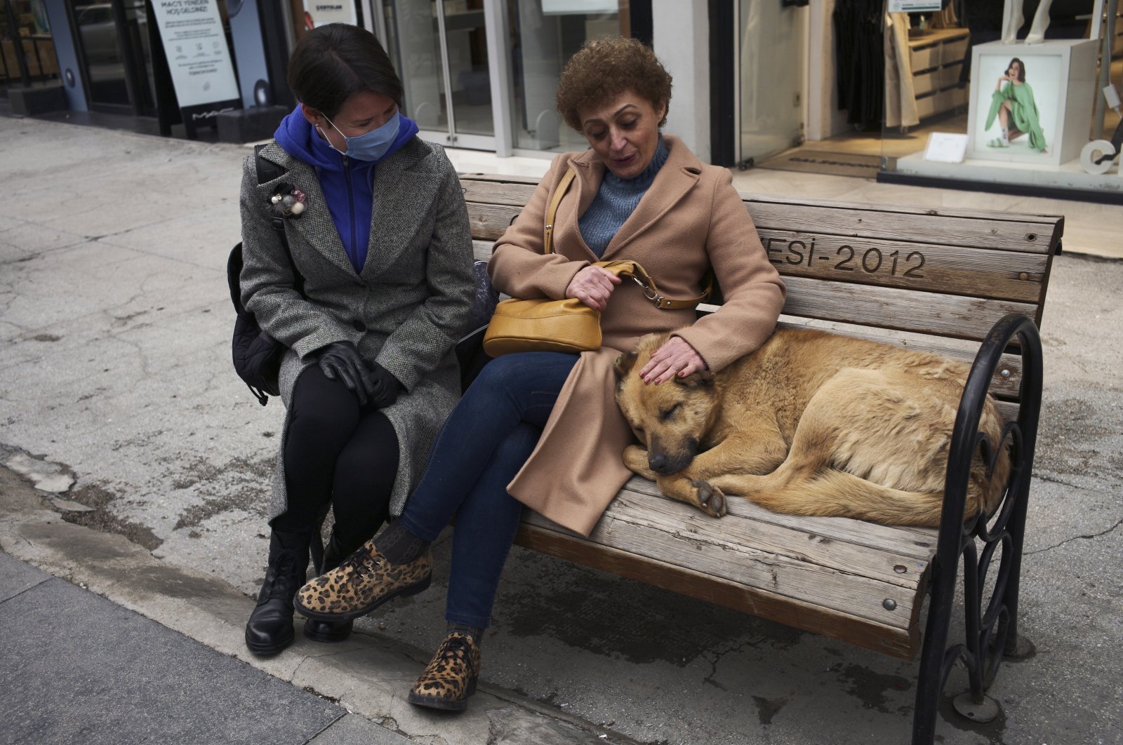 Outcry over proposed stray animal law in Türkiye echoes Ottoman compassion