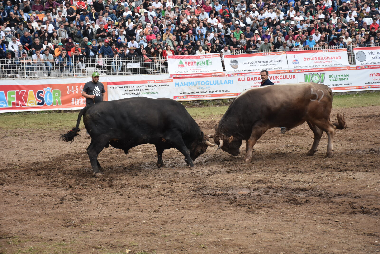 108 bulls compete in 200-year-old bullfighting competition in Türkiye's Artvin