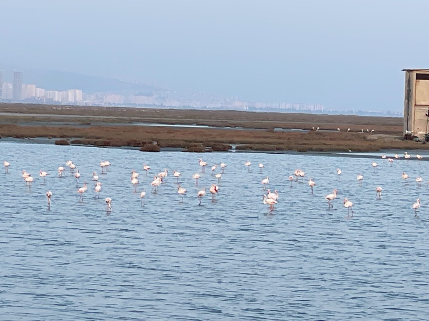 Gediz Delta's global importance and unique biodiversity in heart of Izmir