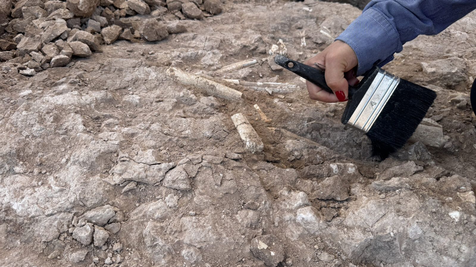 Ancient fossils discovered near Türkiye's Yamula Dam draw global attention