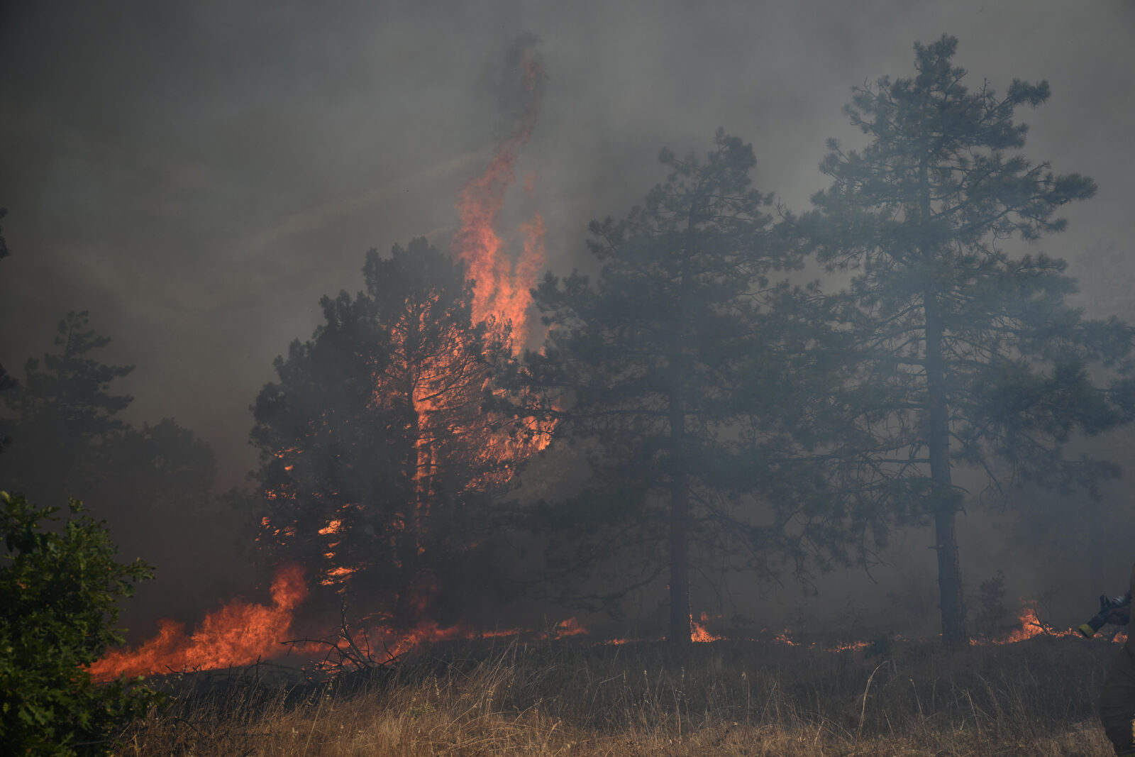 Bulgaria's president praises Türkiye for assistance in battling fires