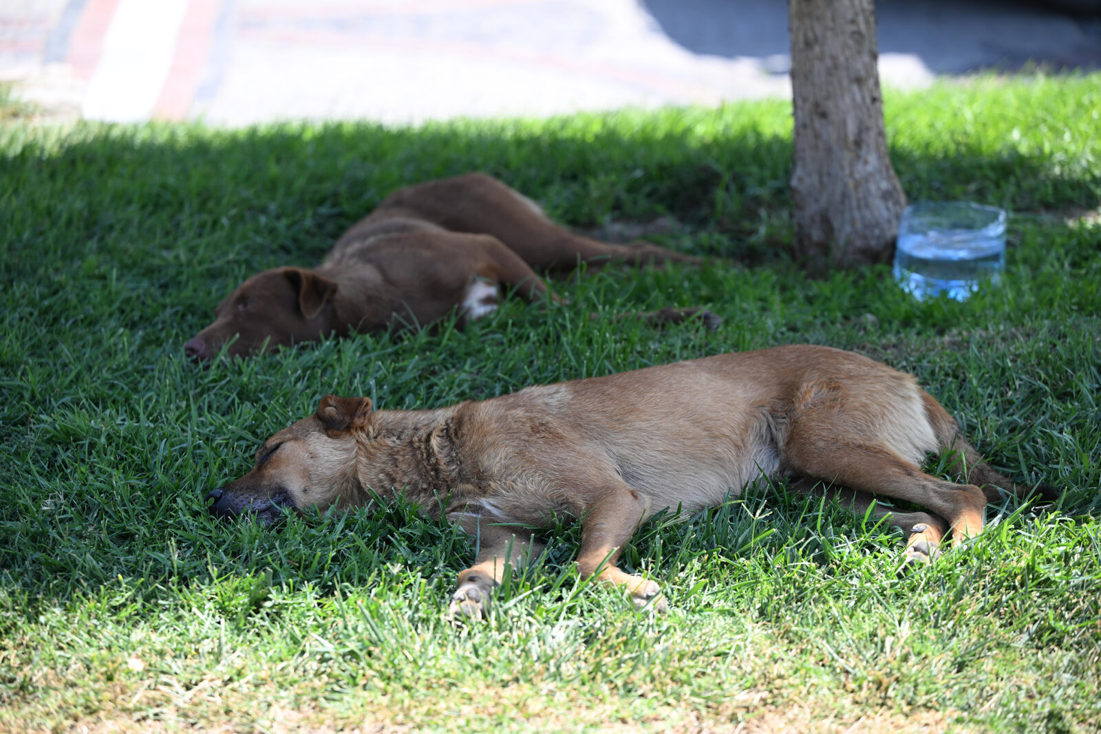 Debate over stray dogs intensifies