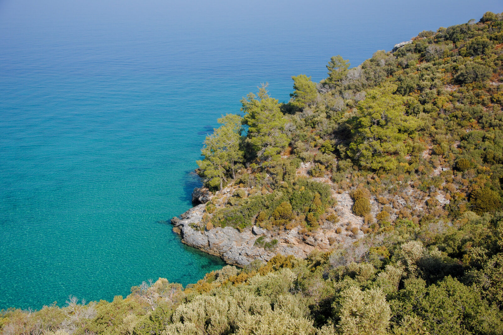 Wildlife in Türkiye: Guide to explore its natural wonders, unique species