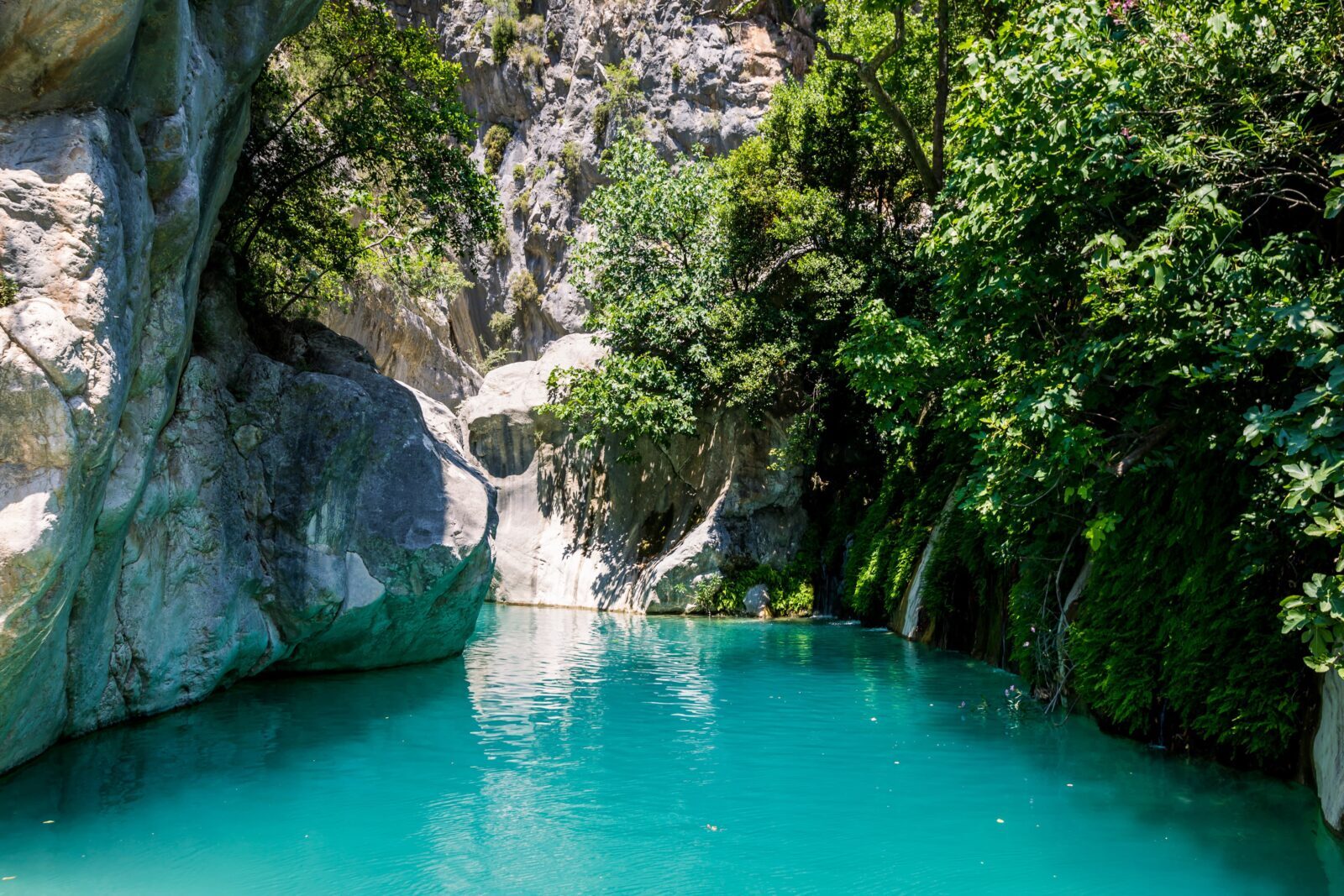 Wildlife in Türkiye: Guide to explore its natural wonders, unique species