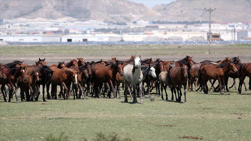 Wildlife in Türkiye: Guide to explore its natural wonders, unique species