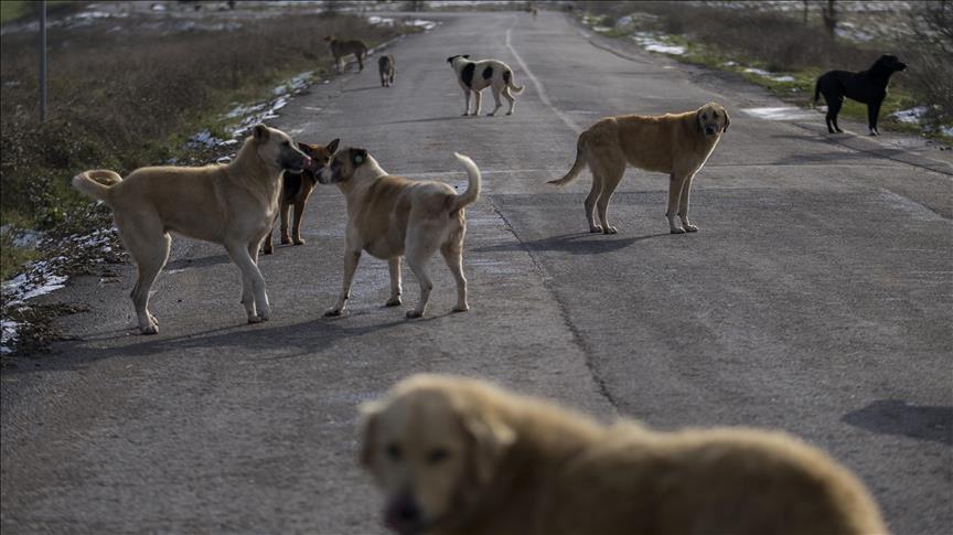 Main oppositon party to challenge law on stray dogs in Constitutional Court