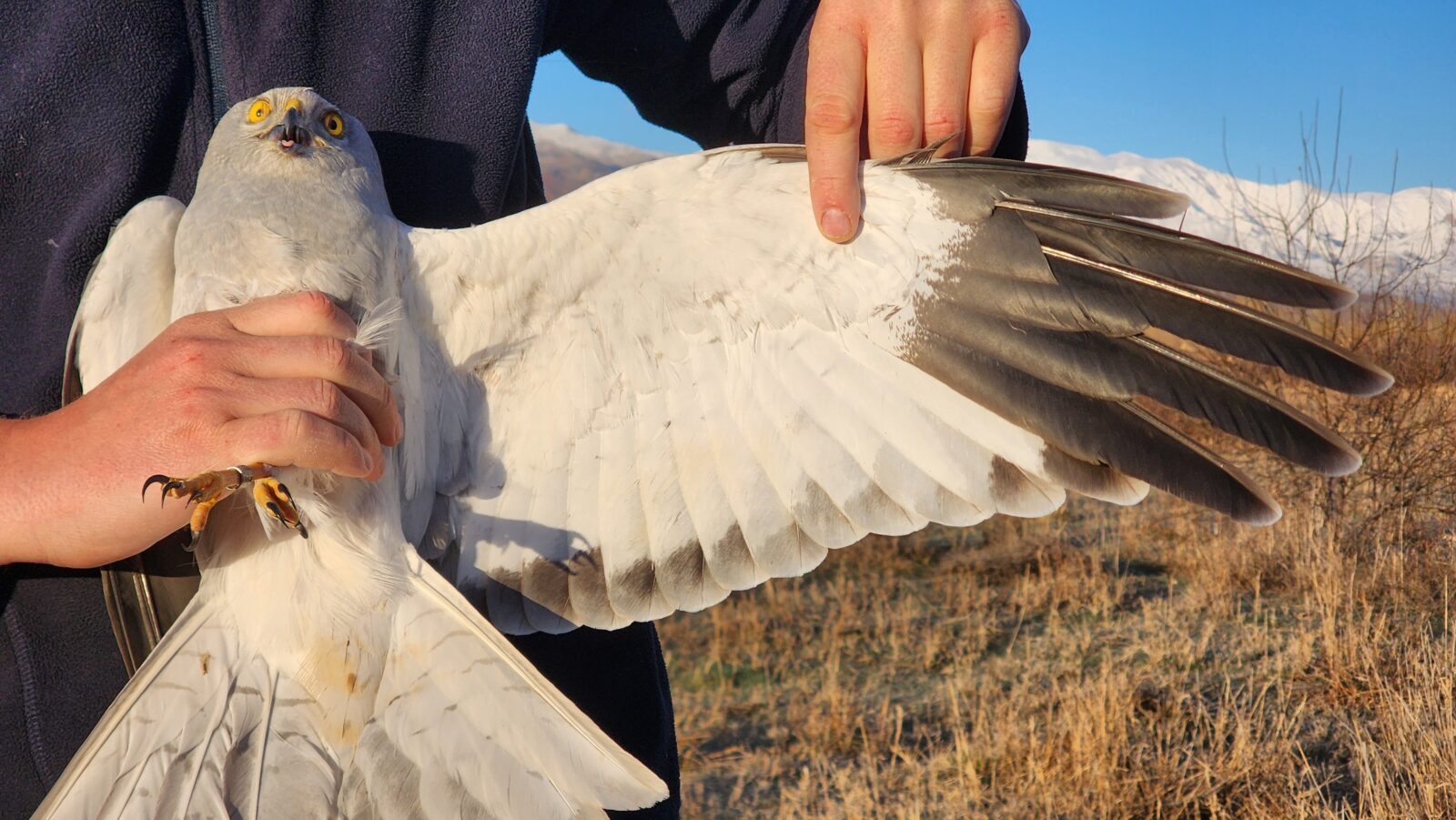 Northern harrier flies from Türkiye's Igdir to Arctic Ocean, covering over 7,000km