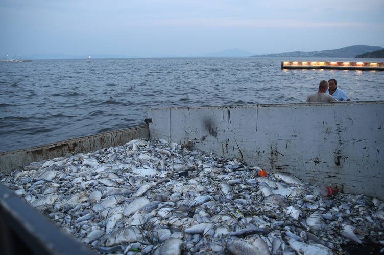 Greece declares state of emergency in Volos after ecological disaster