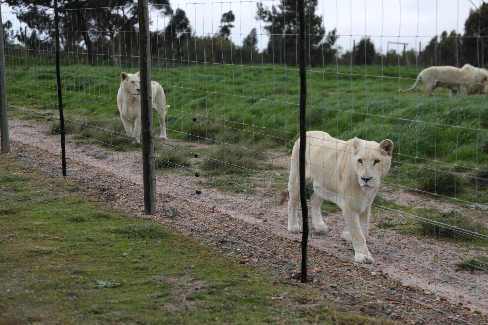 Lion populations in freefall: Trophy hunting, illegal trade to blame