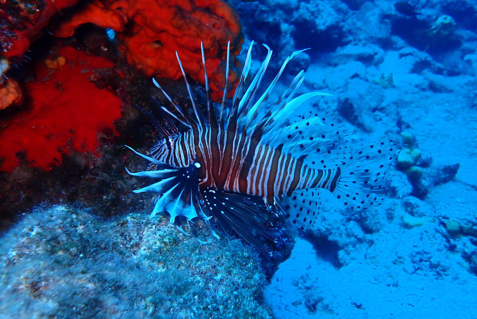 Bodrum's underwater riches captivate diving enthusiasts