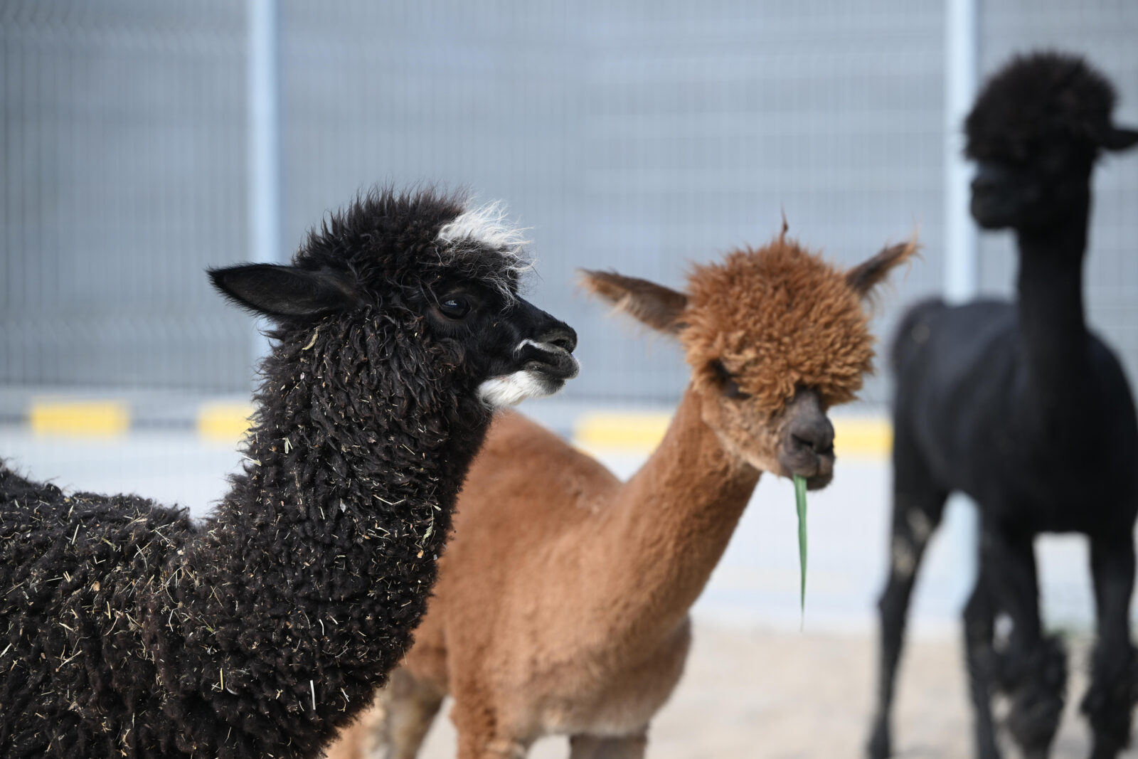 Officials seize exotic animals at Türkiye’s Pazarkule border, including kangaroos and parrots